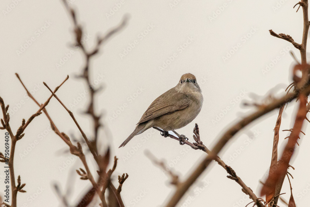 Eurasian Blackcap perched on a tree branch Eurasian Blackcap perched on a tree branch