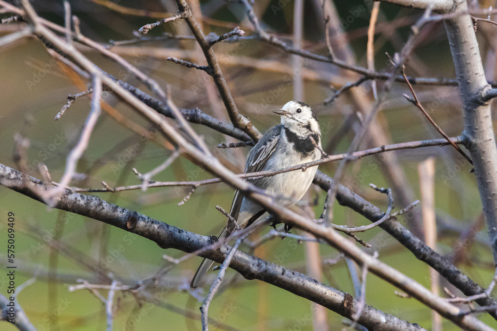Obraz premium White Wagtail perched on a tree branch