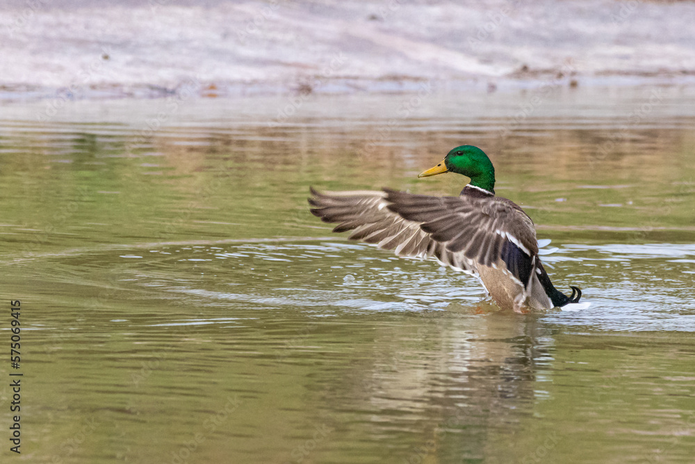 Obraz premium Mallard swimming on the surface of a pond