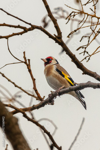 European Goldfinch perched on a tree branch © philippe paternolli