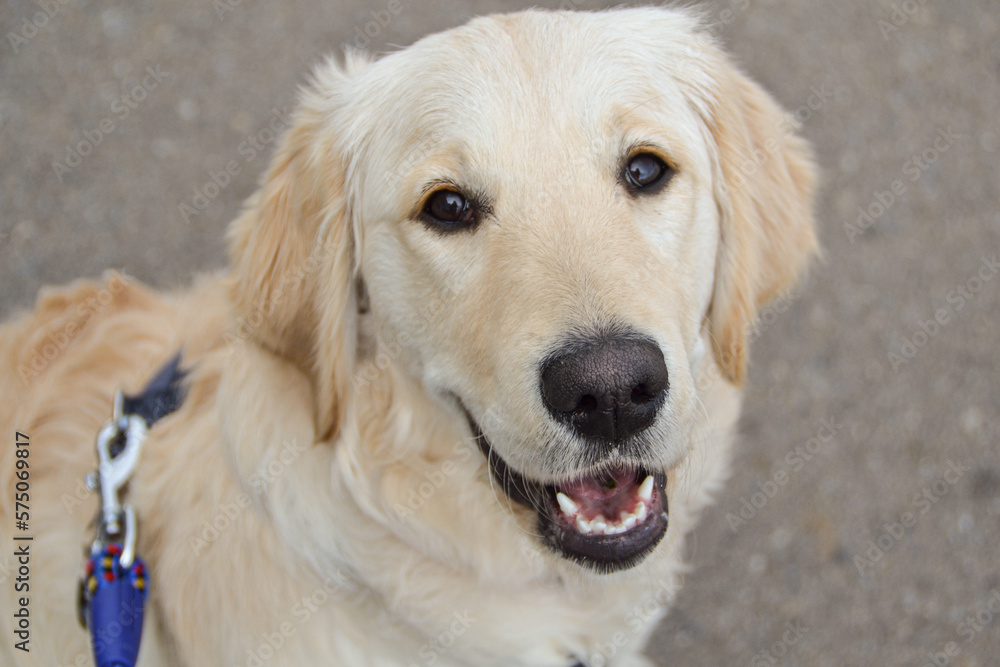 Golden Retriever dog happy staring at camera during a walk Golden Retriever dog happy staring at camera during a walk
