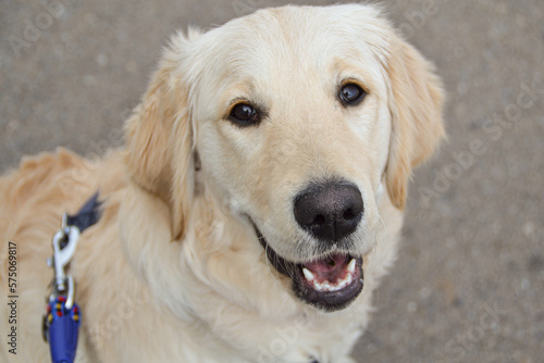 Golden Retriever dog happy staring at camera during a walk