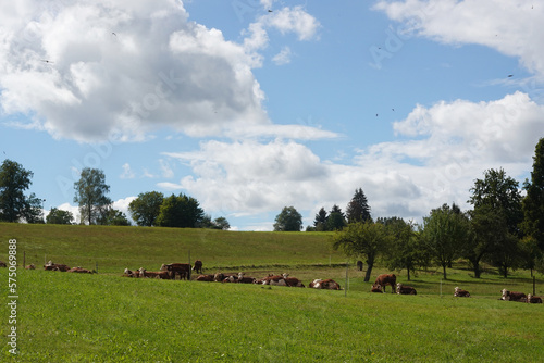 Cows in countryside in Baden-Wuerttemberg, Germany photo