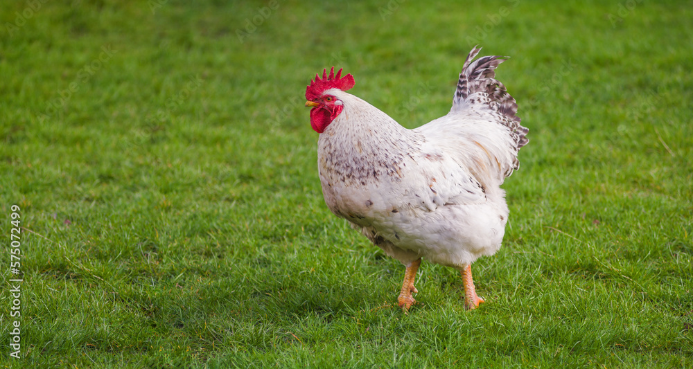 A rooster walks in the yard among the green grass