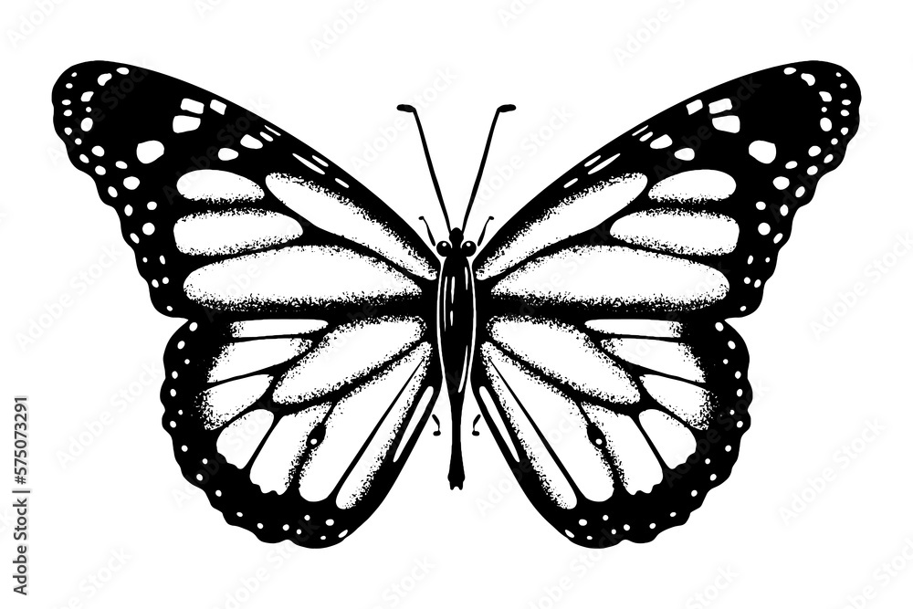 Butterfly sketch drawing drawn by hand with ink. Insect silhouette. Isolated on white background. Vector. Butterfly sketch drawing drawn by hand with ink. Insect silhouette. Isolated on white background. Vector.