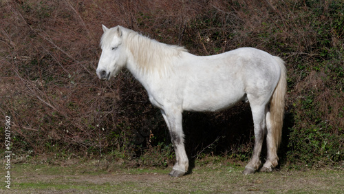 chevaux de camargue