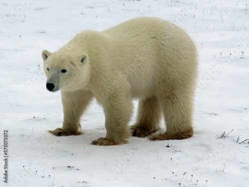 Inquisitive polar bear © Margaret