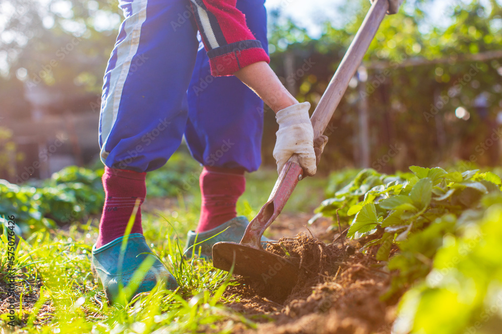 Farmer cultivating land in the garden with hand tools. Soil loosening. Gardening concept. Agricultural work on the plantation Farmer cultivating land in the garden with hand tools. Soil loosening. Gardening concept. Agricultural work on the plantation