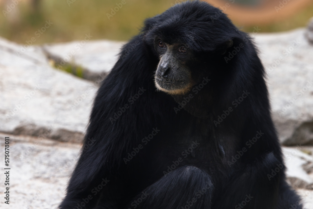 The Siamang gibbons are rare, small, slender, long-armed, tree-dwelling apes.