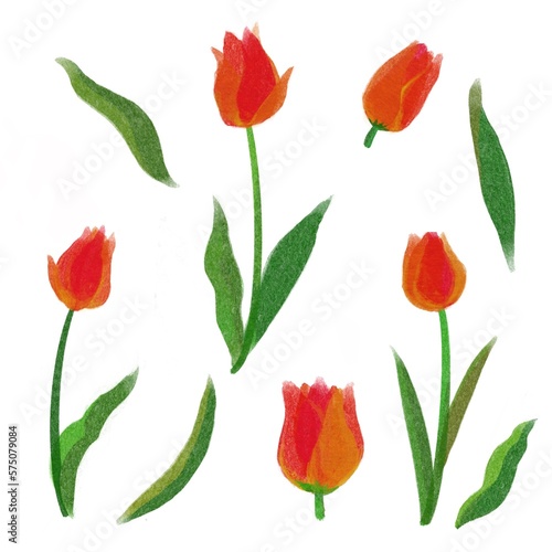 Hand drawn water color Red tulip and leaves.