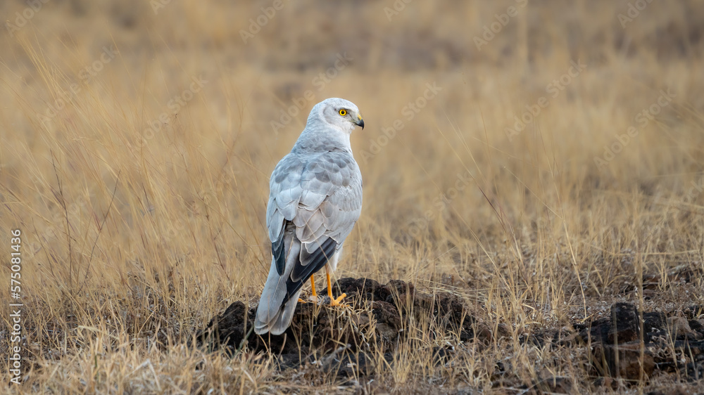 The pale or pallid harrier (Circus macrourus) The pale or pallid harrier (Circus macrourus)