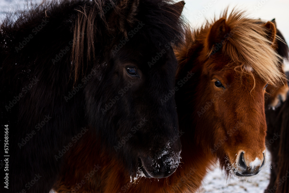 imagen de dos caballos, uno negro con el pelaje marrón y otro marrón con los ojos oscuros - obrazy, fototapety, plakaty 