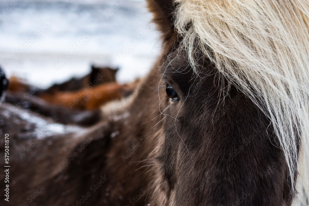 imagen detalle ojo de caballo negro con el flequillo rubio claro y otros caballos de fondo imagen detalle ojo de caballo negro con el flequillo rubio claro y otros caballos de fondo