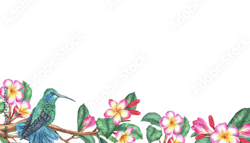 Watercolor illustration. Hummingbird sits on a blooming plumeria branch. Tropical exotic bird and frangipani. Isolated on a white background. Rectangular space for text with a picture below