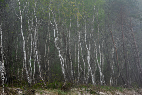 White bark of trees - Birch forest by the Baltic Sea / Biała kora drzew - las Brzozowy nad Morzem Bałtyckim 