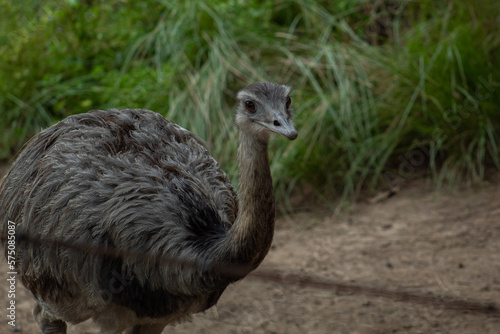 Photos of a rhea walking, on a cloudy day