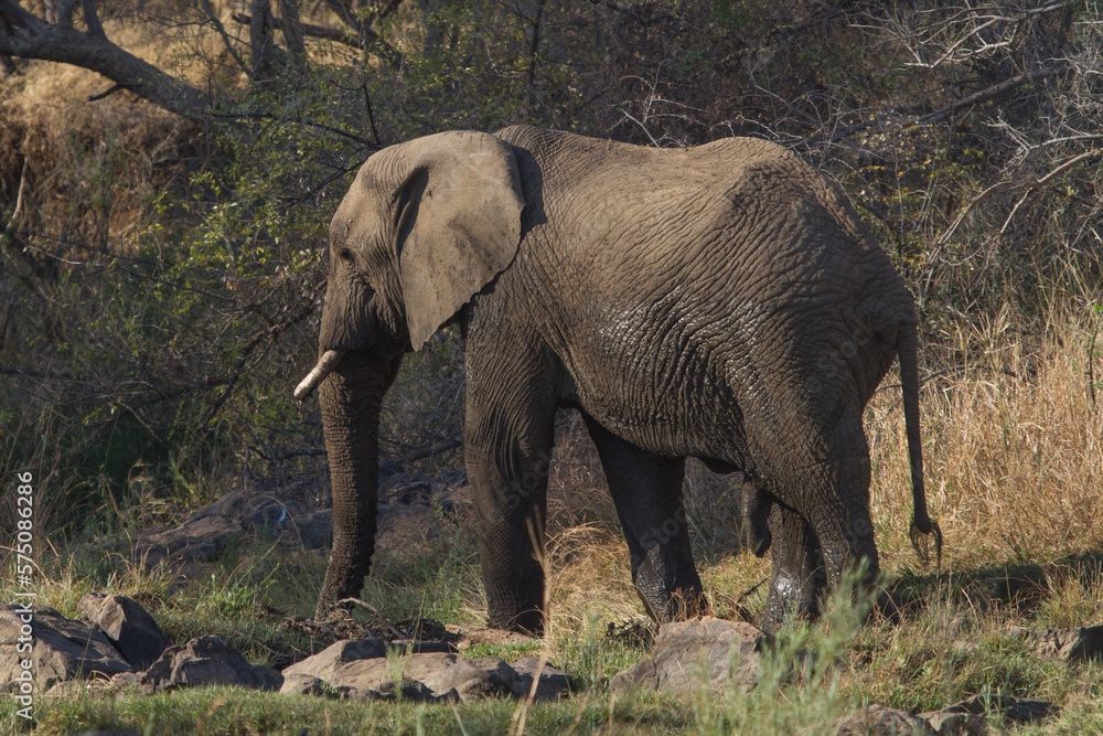 Wet Elephant. Madikwe Game Reserve