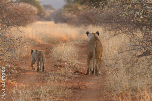 Mother and cub, Madikwe Game Reserve photo