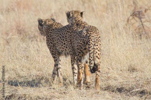 Two Cheetahs, Madikwe Game Reserve © Chris