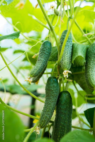 seedling cucumber , gardening