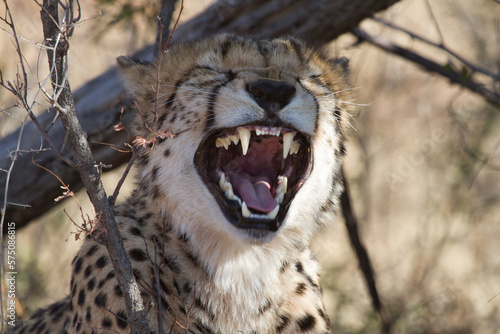 Cheetah, Madikwe Game Reserve photo