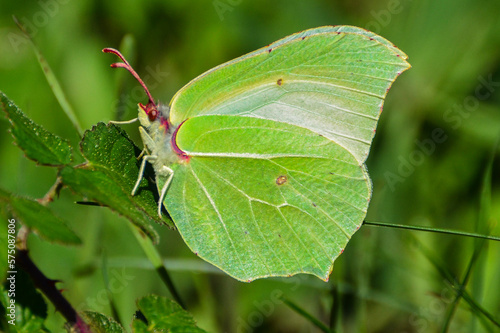 Brimstone green butterfly on a green leaf close-up