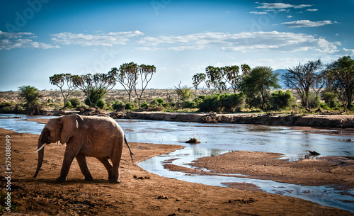 Elefante nella riserva Samburu in Kenia. photo