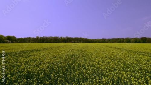 przelot nad polem kwitnącego na żółto rzepaku photo