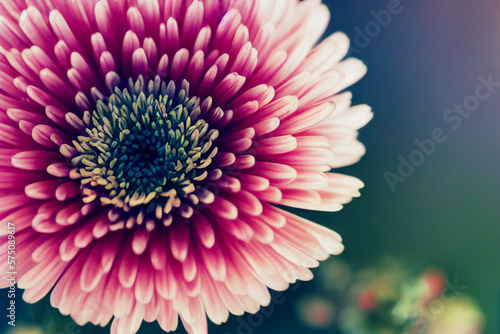 Close up shot of cute beautiful flowers Generative AI