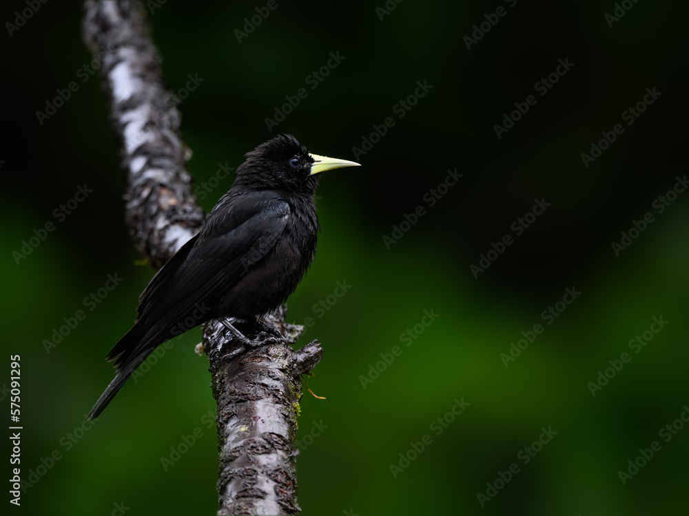 Red-rumped Cacique portrait on stick on rainy day against dark green background Red-rumped Cacique portrait on stick on rainy day against dark green background