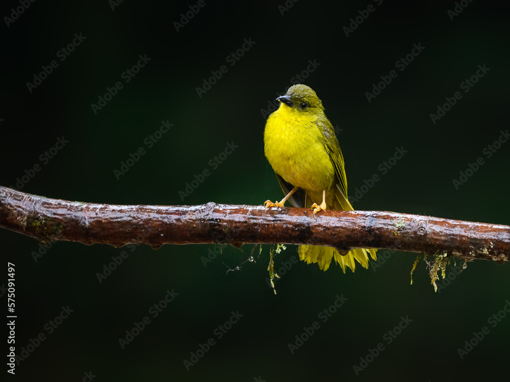 Olive-green Tanager portrait on mossy stick and rainy day against dark green background Olive-green Tanager portrait on mossy stick and rainy day against dark green background