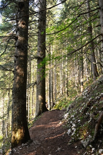 footpath in the mountain among the trees