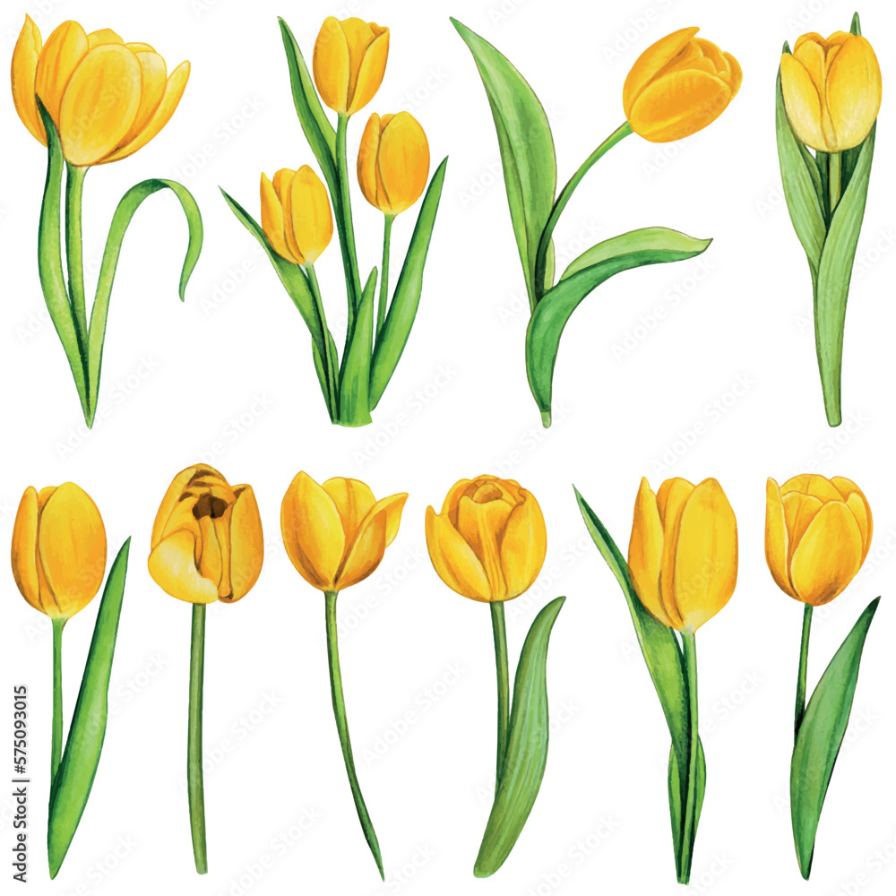 custom made wallpaper toronto digitalwatercolor hand drawn colorful tulip