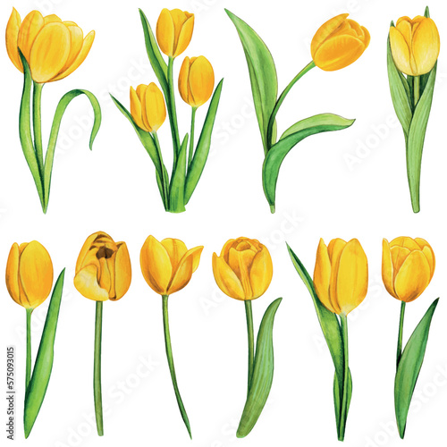 Wallpaper Mural watercolor hand drawn colorful tulip Torontodigital.ca