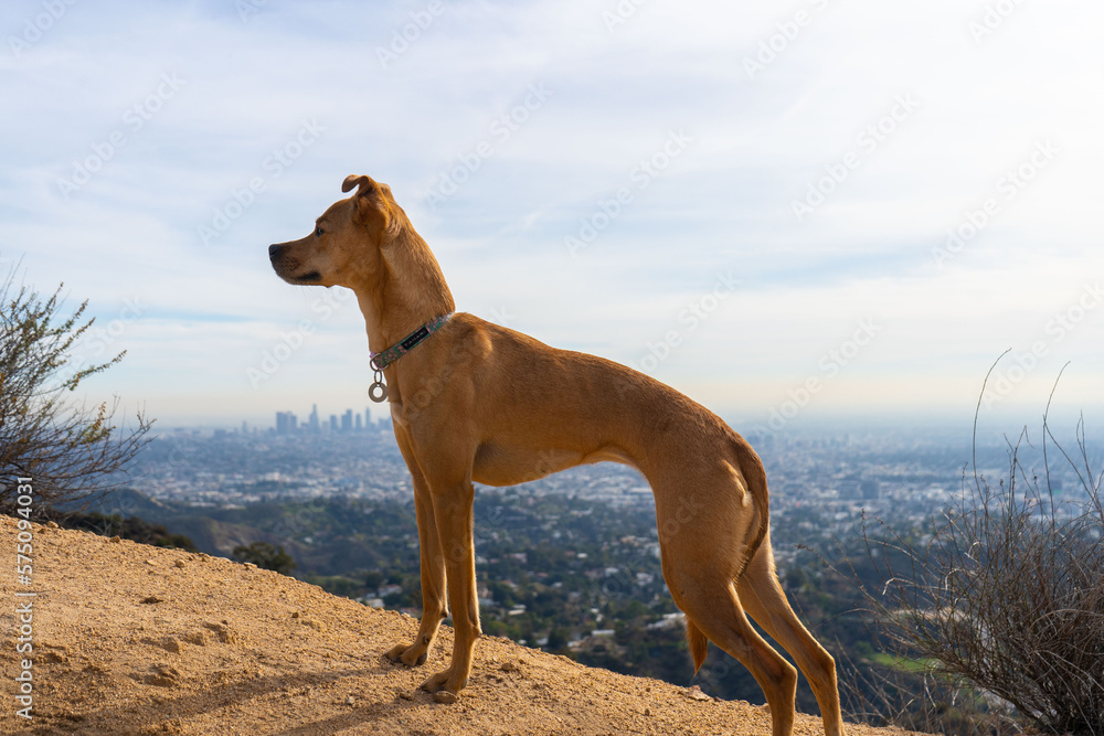 Views from hiking in the Santa Monica mountains of the city of Los Angeles and the Pacific Ocean and famous Los Angeles beaches. Views from hiking in the Santa Monica mountains of the city of Los Angeles and the Pacific Ocean and famous Los Angeles beaches.
