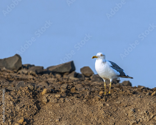 A yellow footed gull looking into camera