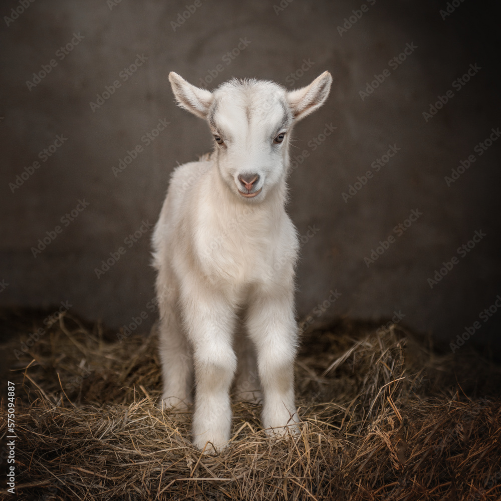 Fototapeta premium Baby goat beautiful photo portraits of a domestic animal in nature