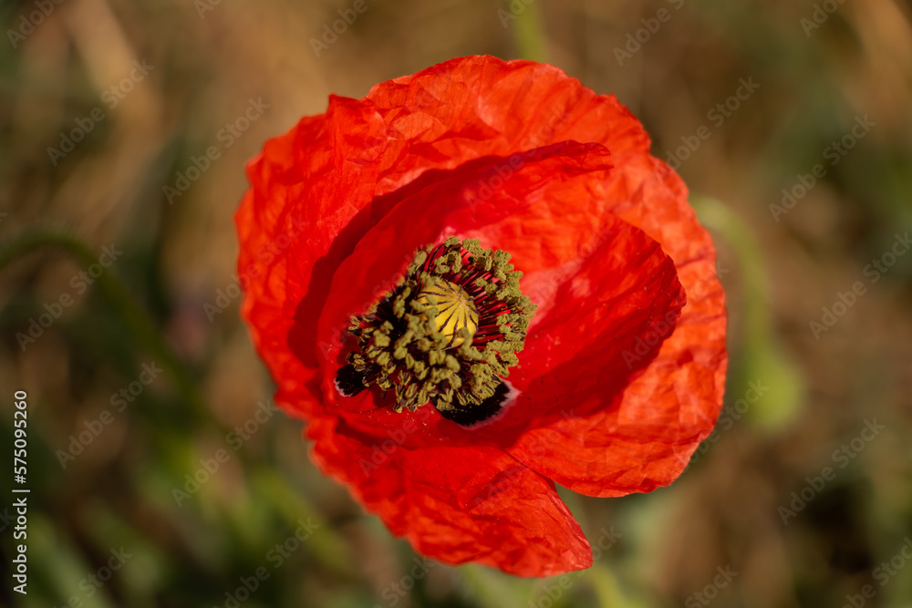 poppy