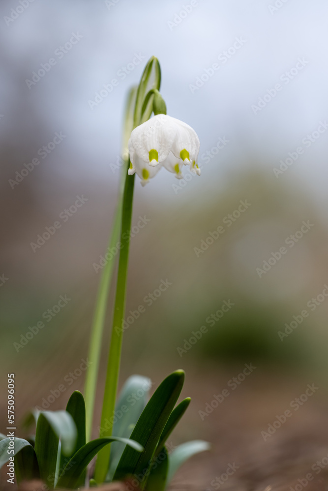 Fototapeta premium Märzenbecher allein