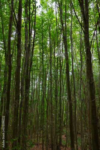 Lush forest with tall green trees. Earth Day vertical concept photo.