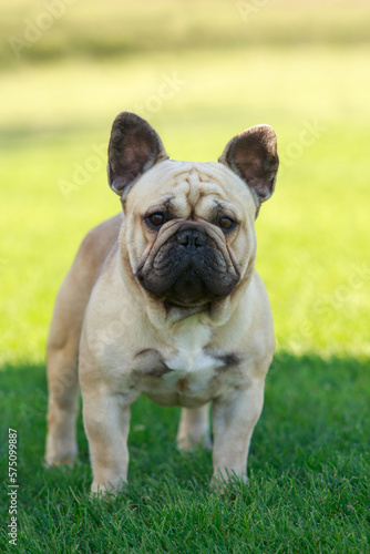 Dog breed french bulldog