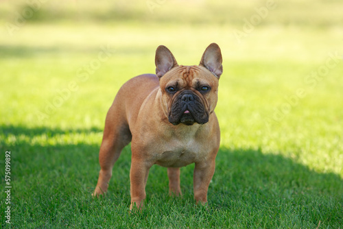 Dog breed french bulldog
