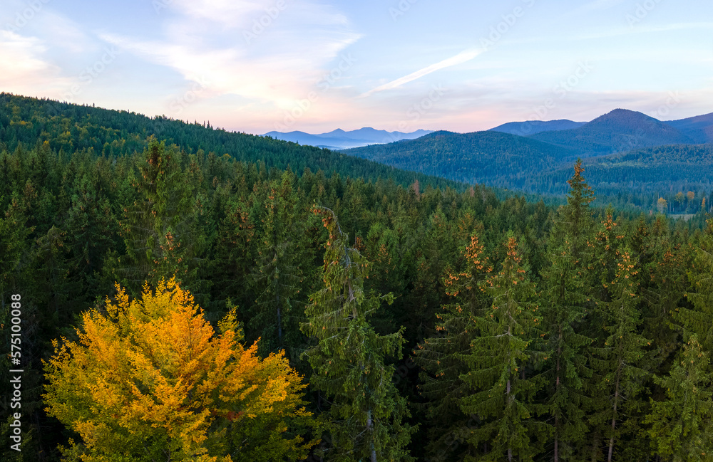 Aerial view of foggy evening over high peaks with dark pine forest trees at bright sunset. Amazing scenery of wild mountain woodland at dusk