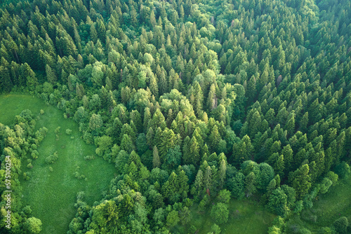 Fototapeta Naklejka Na Ścianę i Meble -  Aerial view of green pine forest with dark spruce trees. Nothern woodland scenery from above