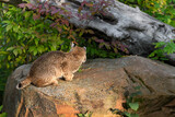Bobcat (Lynx rufus) Sits on Rock Looking Into Brush Autumn