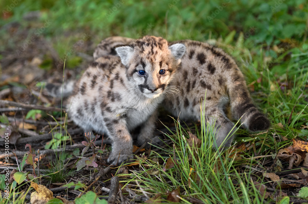 Cougar Kitten (Puma concolor) Walks Passed Squatting Sibling Autumn Cougar Kitten (Puma concolor) Walks Passed Squatting Sibling Autumn