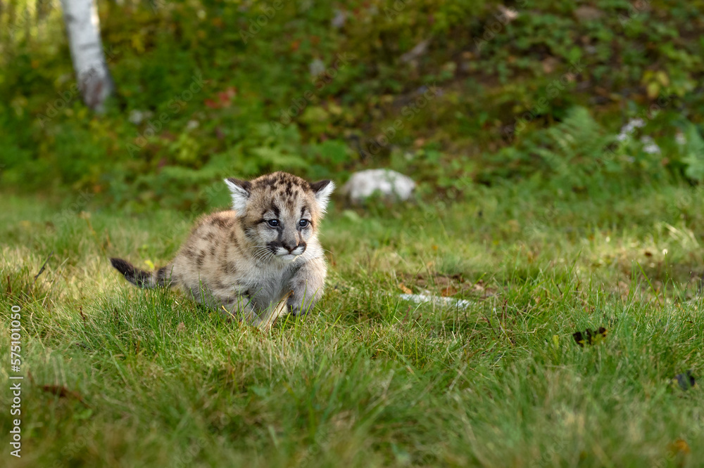 Cougar Kitten (Puma concolor) Runs Right Through Grass Autumn Cougar Kitten (Puma concolor) Runs Right Through Grass Autumn