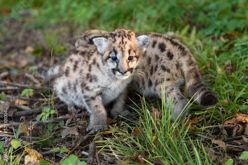 Cougar Kitten (Puma concolor) Walks Passed Squatting Sibling Autumn