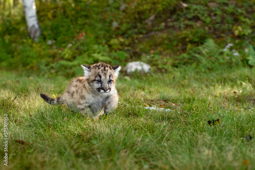 Cougar Kitten (Puma concolor) Runs Right Through Grass Autumn