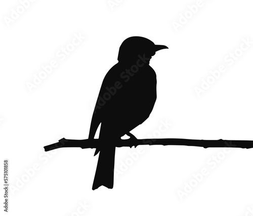 shrike bird on branch, black silhouette